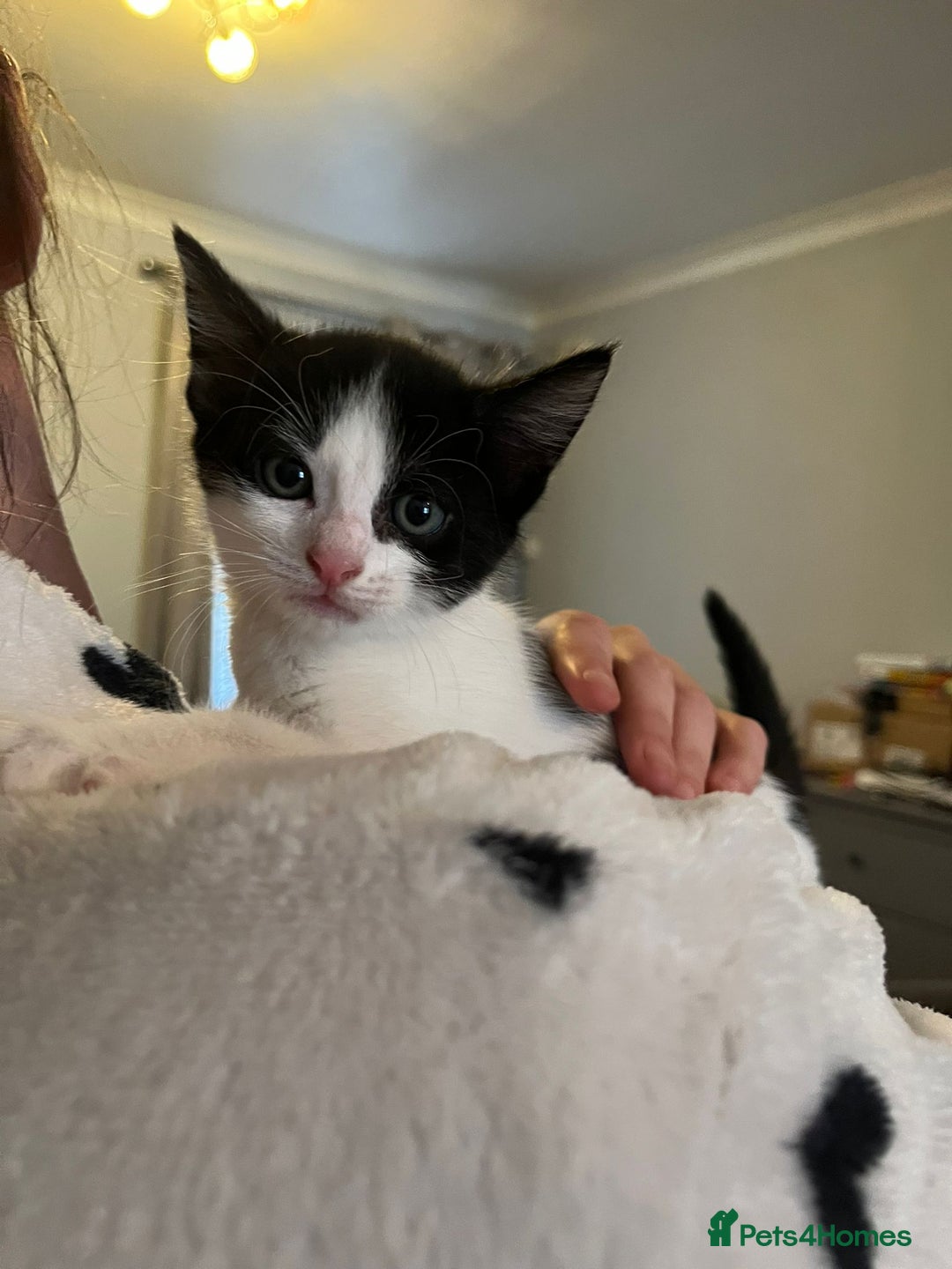 Domestic Shorthair cats for sale: 8 week old kittens - Image 8