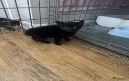 Mixed Breed cats for sale: Beautiful Kittens Ready now  - Image 15