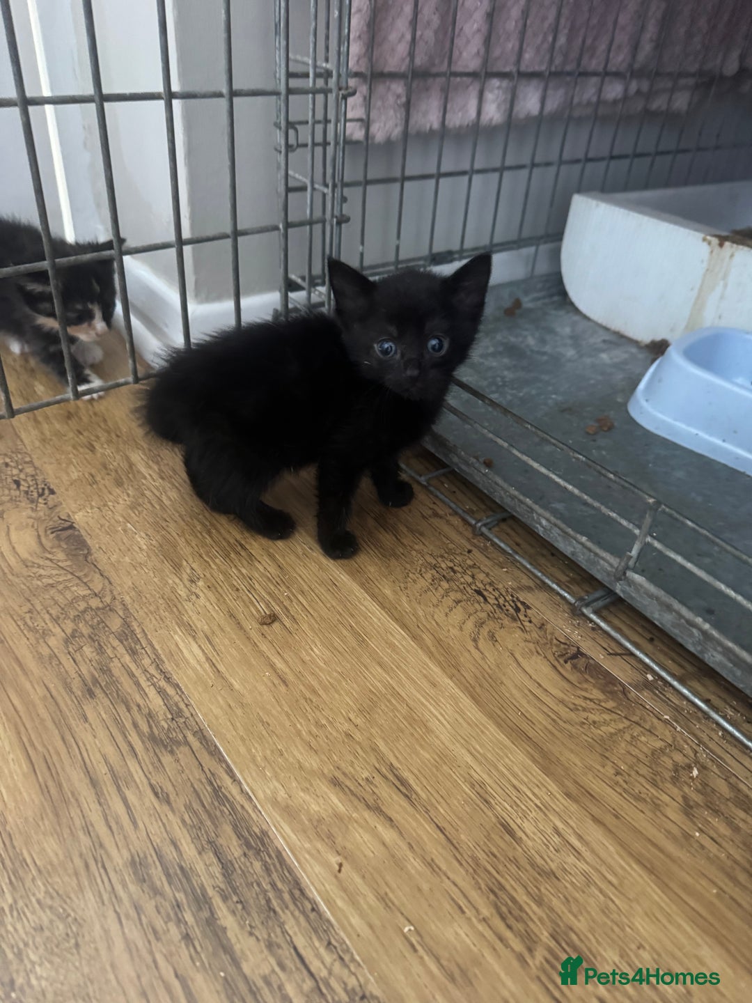 Mixed Breed cats for sale: Beautiful Kittens Ready now  - Image 15