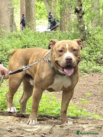 Mixed Breed dogs - Advert 13