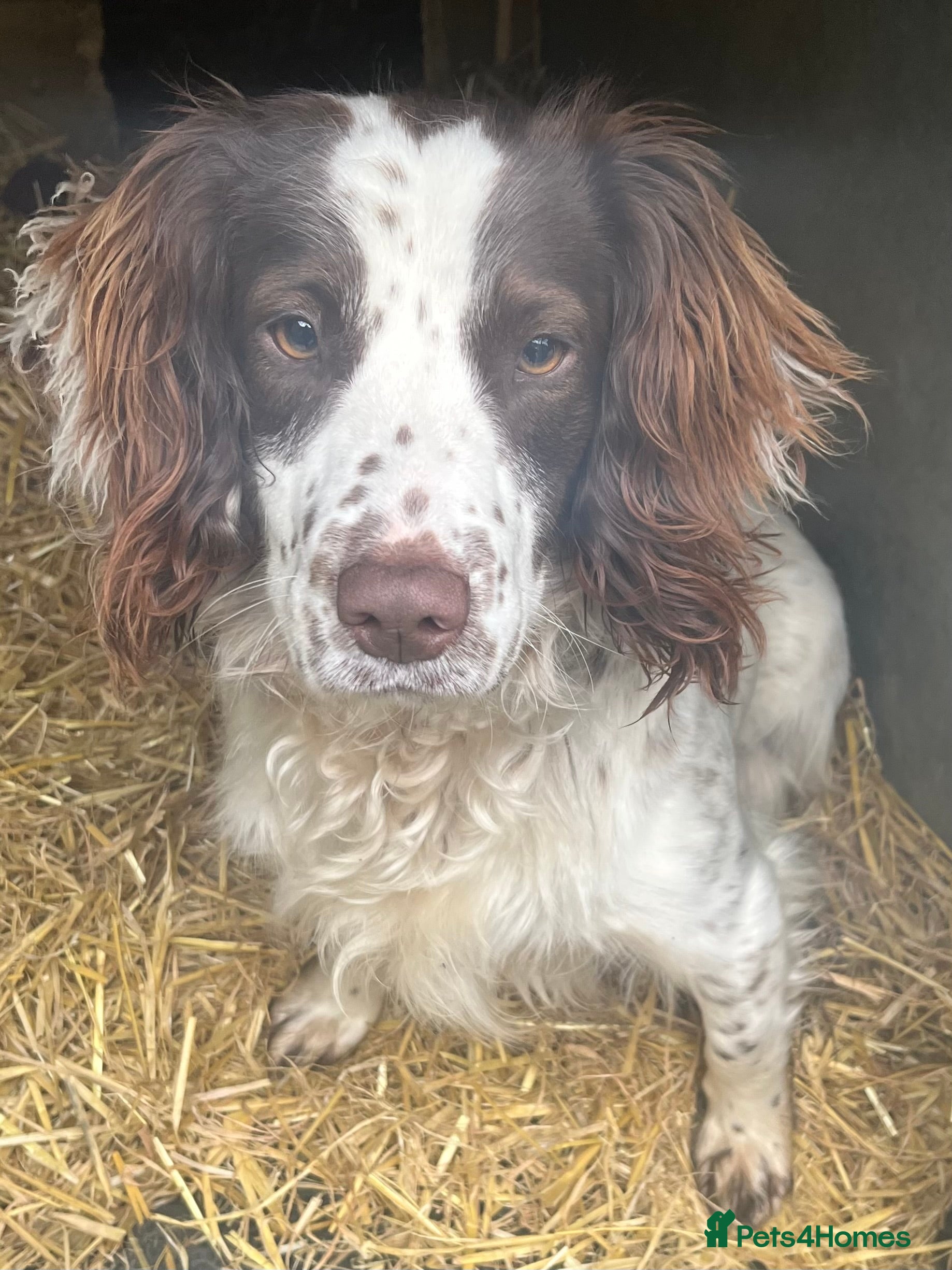 English Springer Spaniel dogs Springer spaniel for sale  - Advert 1