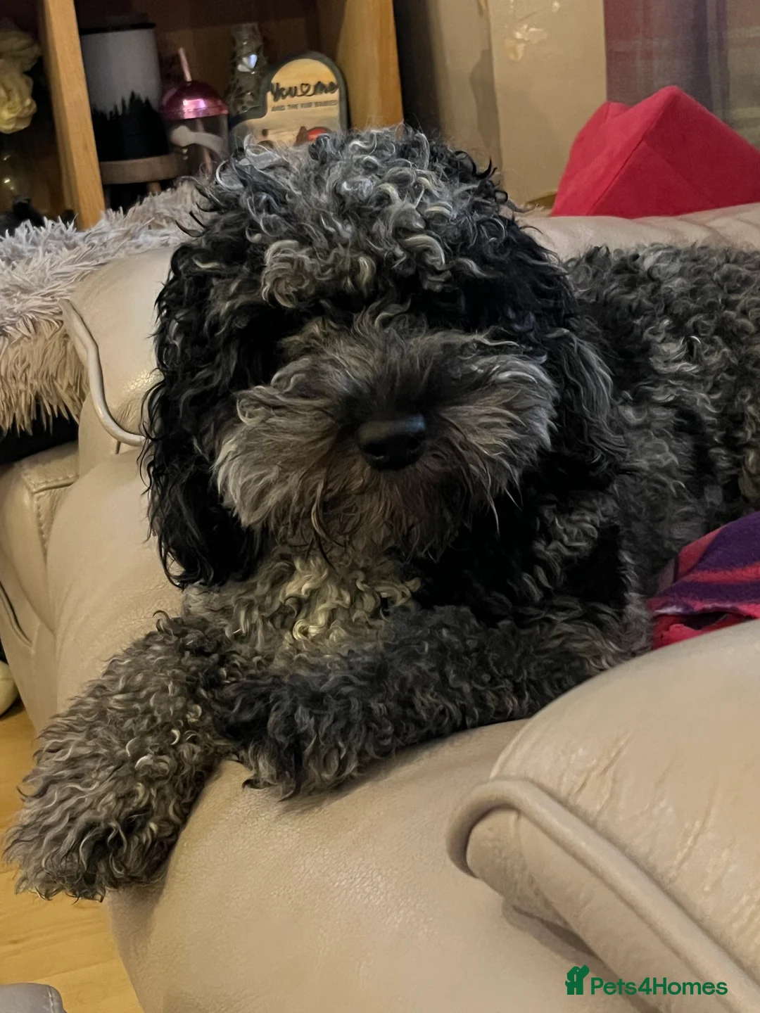 Cockapoo dogs for stud: Red f1b cockapoo health tested stud  in Swindon - Advert 18