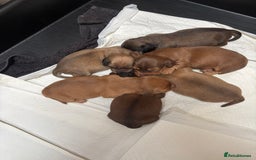Dachshund dogs for sale: Long haired miniature dachshunds - Image 6