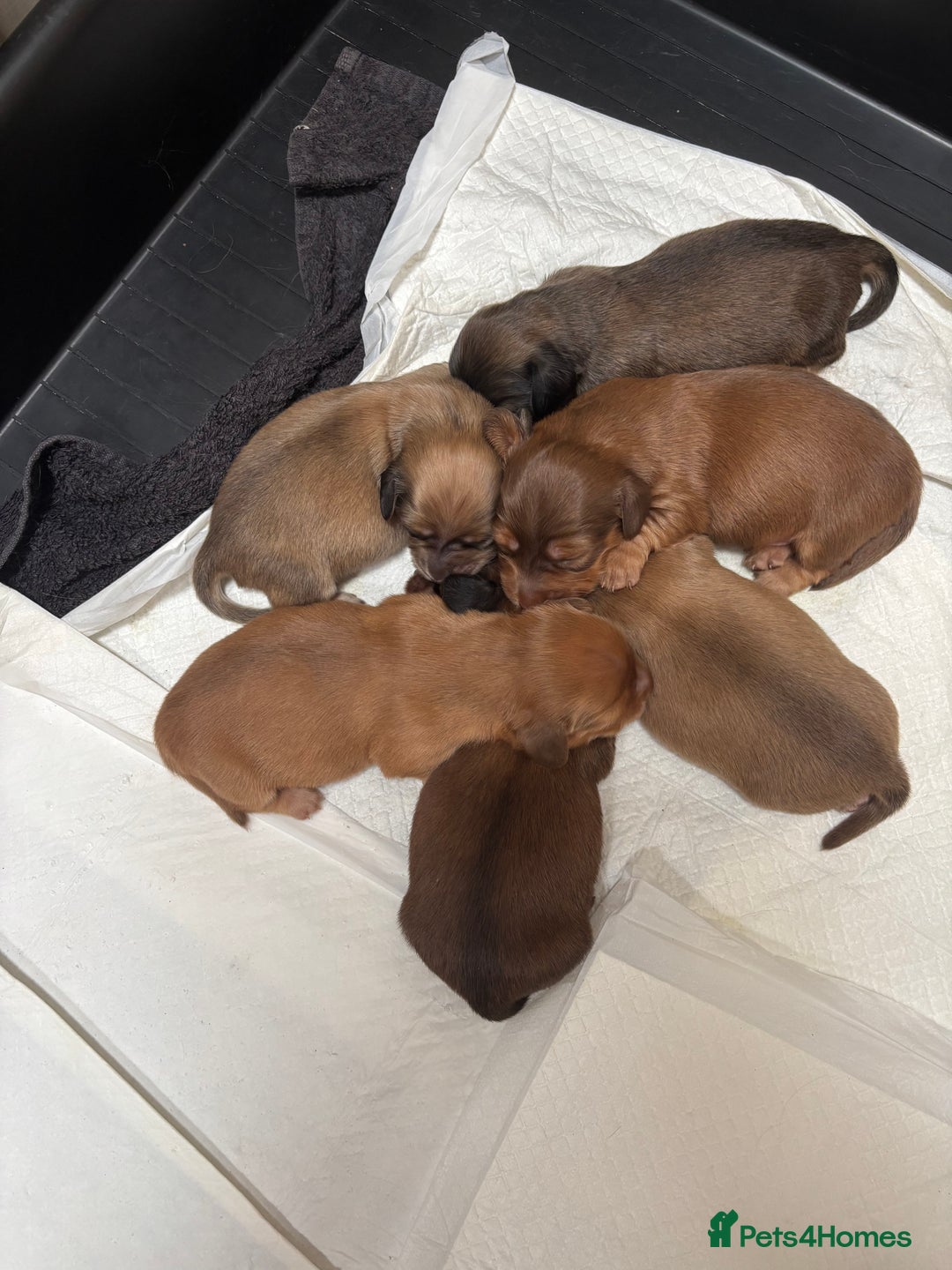 Dachshund dogs for sale: Long haired miniature dachshunds - Image 6