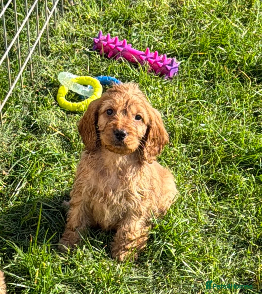 Cockapoo dogs for sale: Adorable F1 Cockapoo Puppies - Advert 2