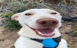 Mixed Breed dogs for adoption: Meet Oakley,  currently residing in Fife - Image 2