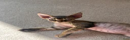 Devon Rex cats for sale: Two Devon Rex boys - Advert 10