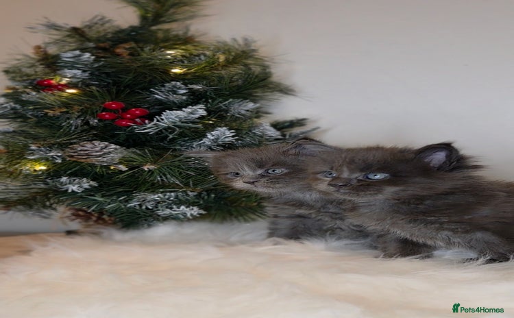 Maine Coon cats Beautiful Russian Bloodline Maine coon males - Advert 2