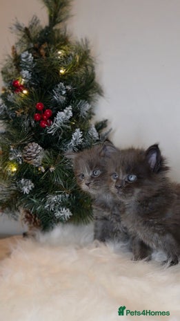 Maine Coon cats Beautiful Russian Bloodline Maine coon males - Advert 3