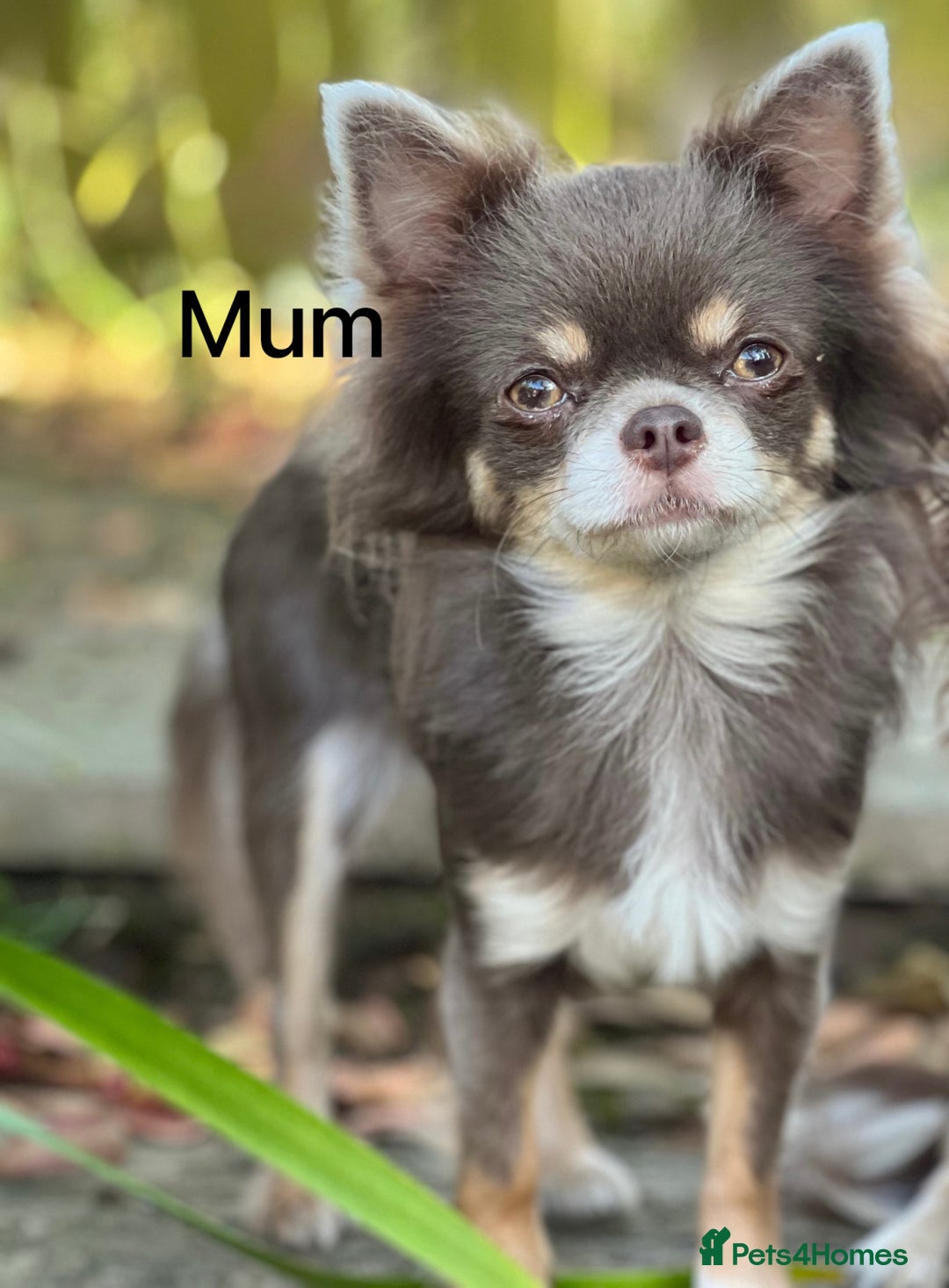 Chihuahua dogs for sale: Beautiful long haired Lilac Chihuahua puppies - Advert 6