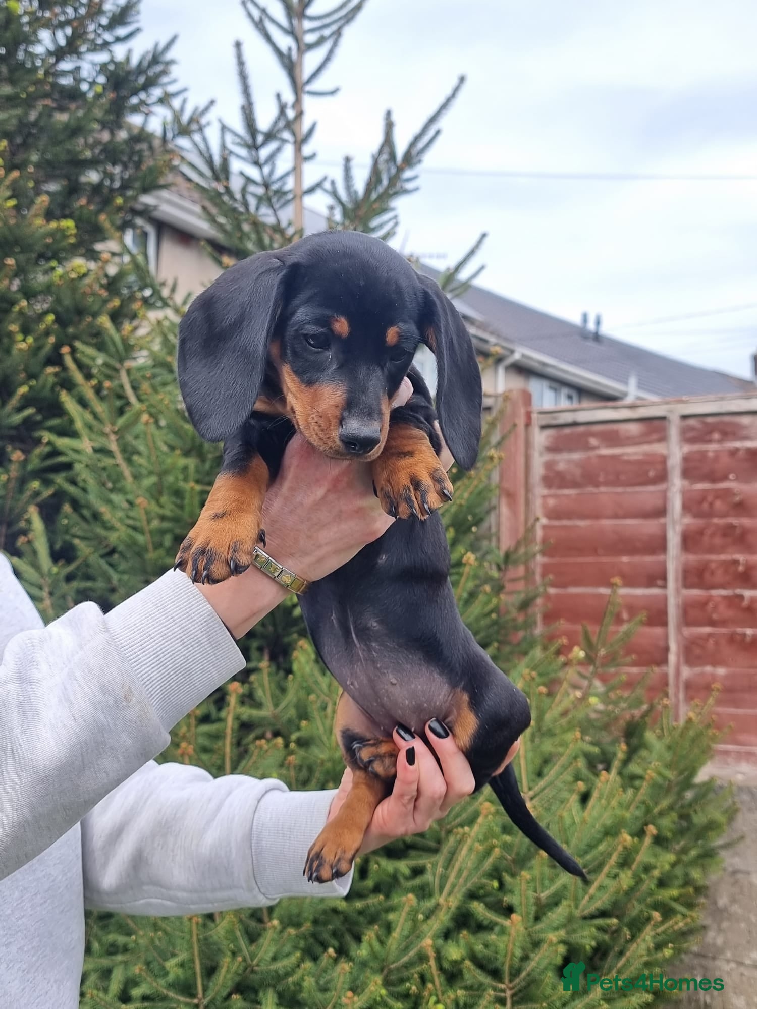 Dachshund dogs Standard dachshund  - Advert 6