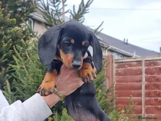 Dachshund dogs Standard dachshund - Advert 6