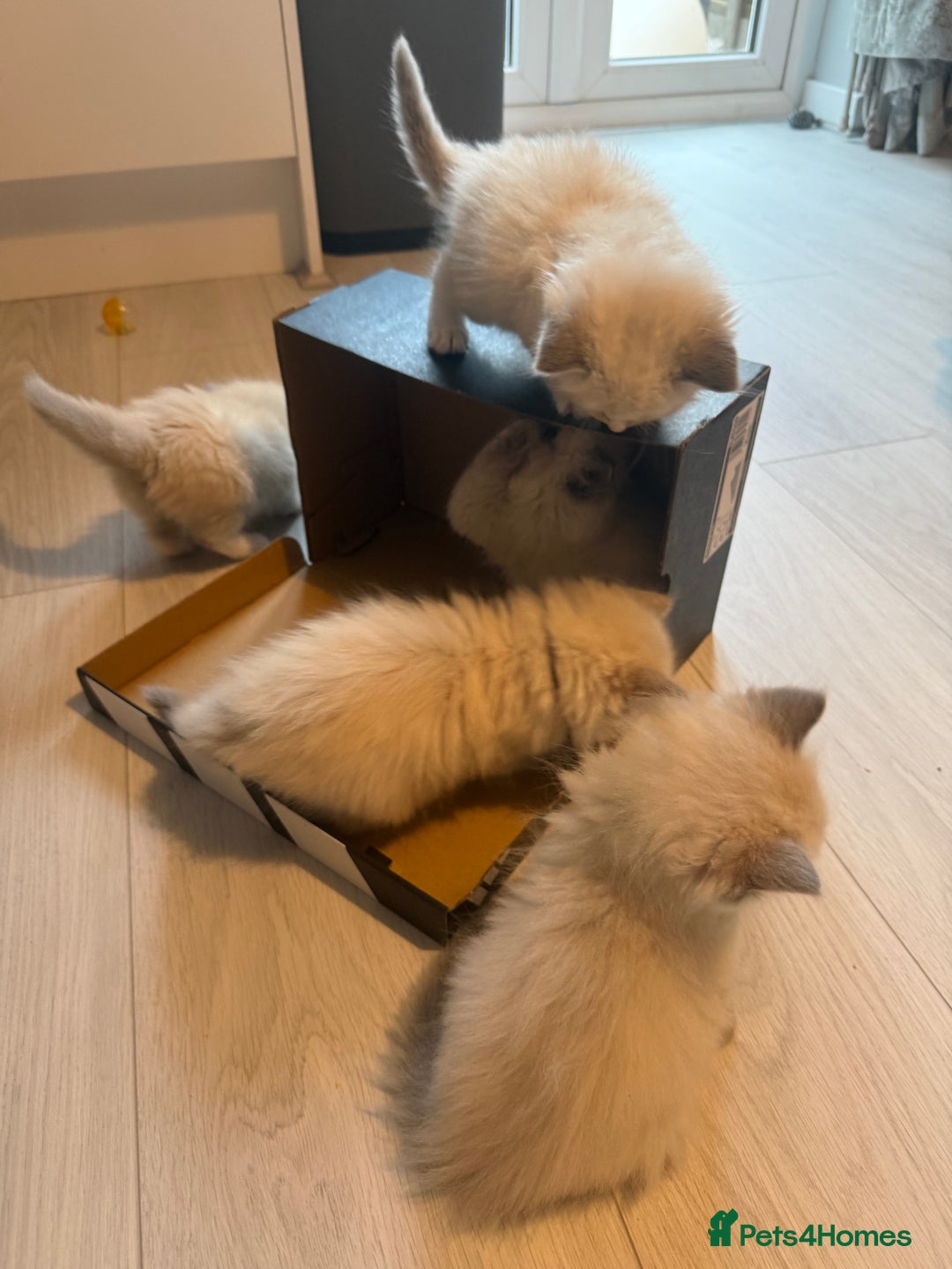Ragdoll cats for sale: Beautiful Ragdoll Kittens  - Image 23
