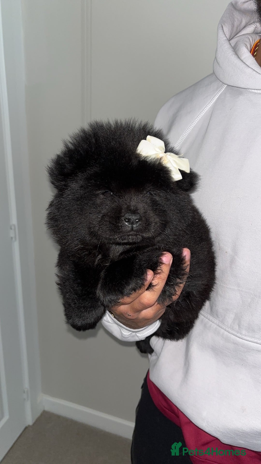 Chow Chow dogs for sale: 5 Gen Pedigree Chow Chow Puppies - Advert 8
