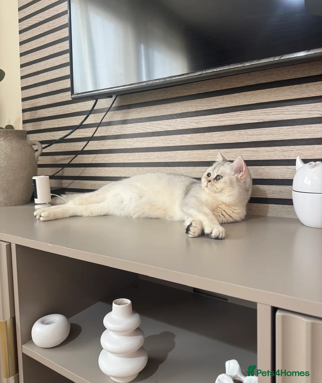 Scottish Fold cats for sale: Scottish straight girl - Advert 2