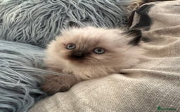 Ragdoll cats for sale: 4 beautiful Ragdool kittens available for booking  - Advert 7
