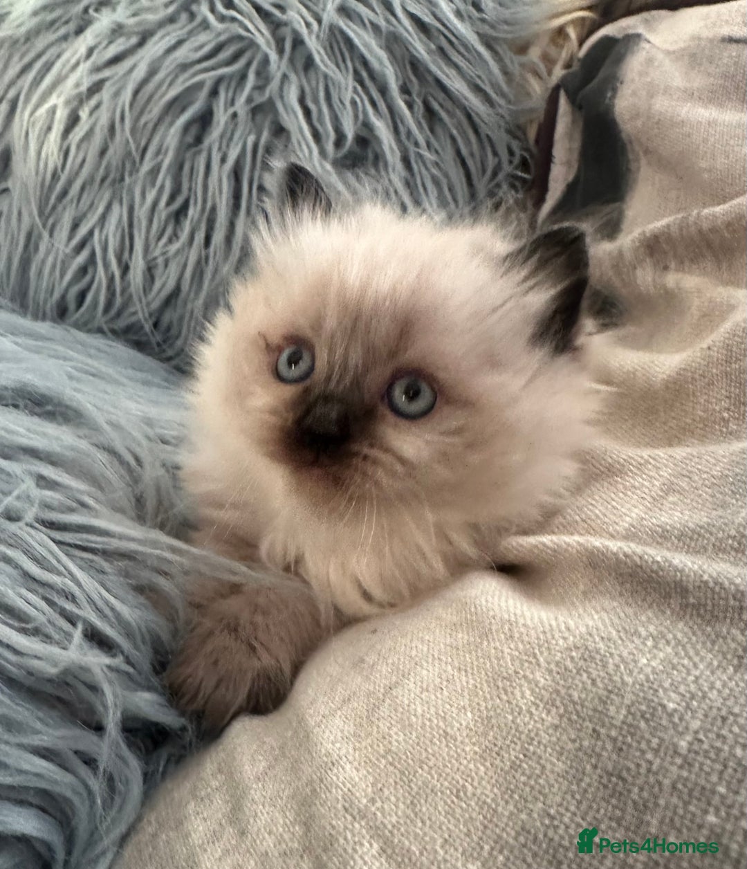 Ragdoll cats for sale: 4 beautiful Ragdool kittens available for booking  - Advert 7