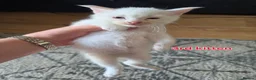 Mixed Breed cats for sale: 3 boys + 3 girls white kitten for sale - Advert 16
