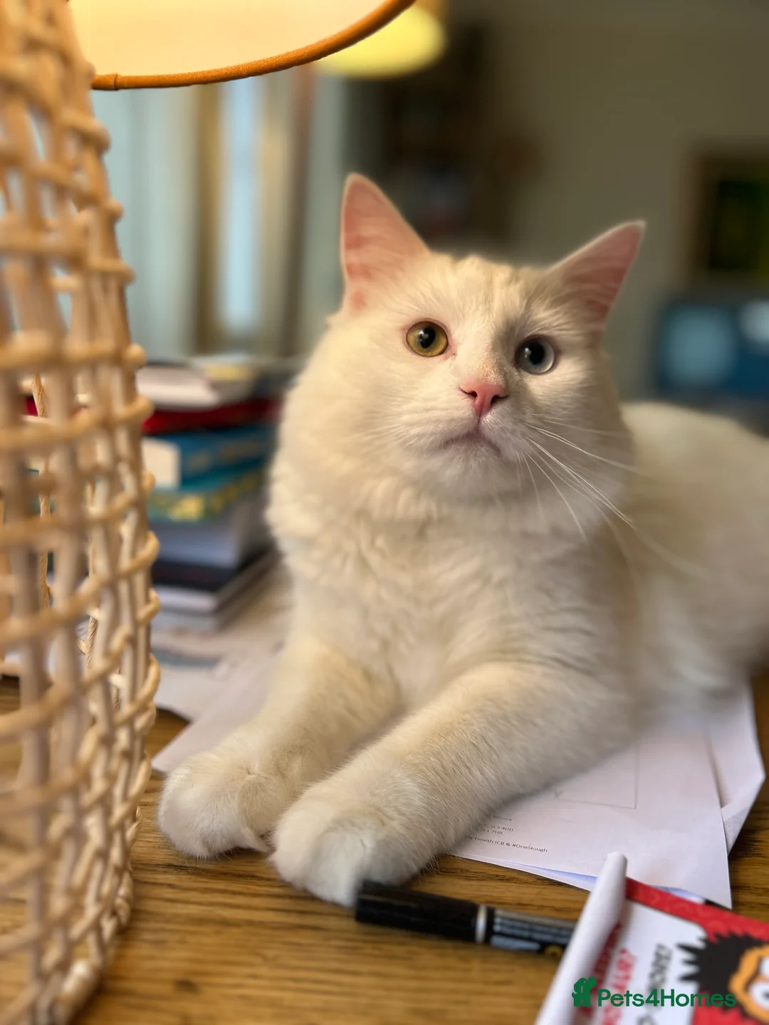 British Longhair cats for sale: Teenage male cat looking for a new home - Advert 1