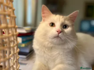 British Longhair cats Teenage male cat looking for a new home - Advert 1