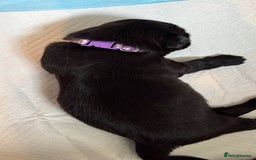 Labrador Retriever dogs for sale: Labrador puppies - Image 8