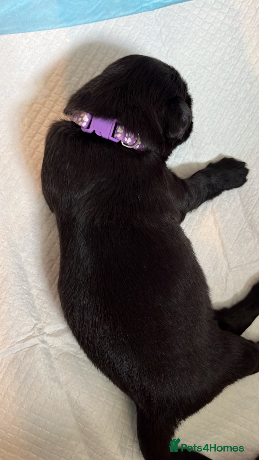 Labrador Retriever dogs for sale: Labrador puppies - Image 8