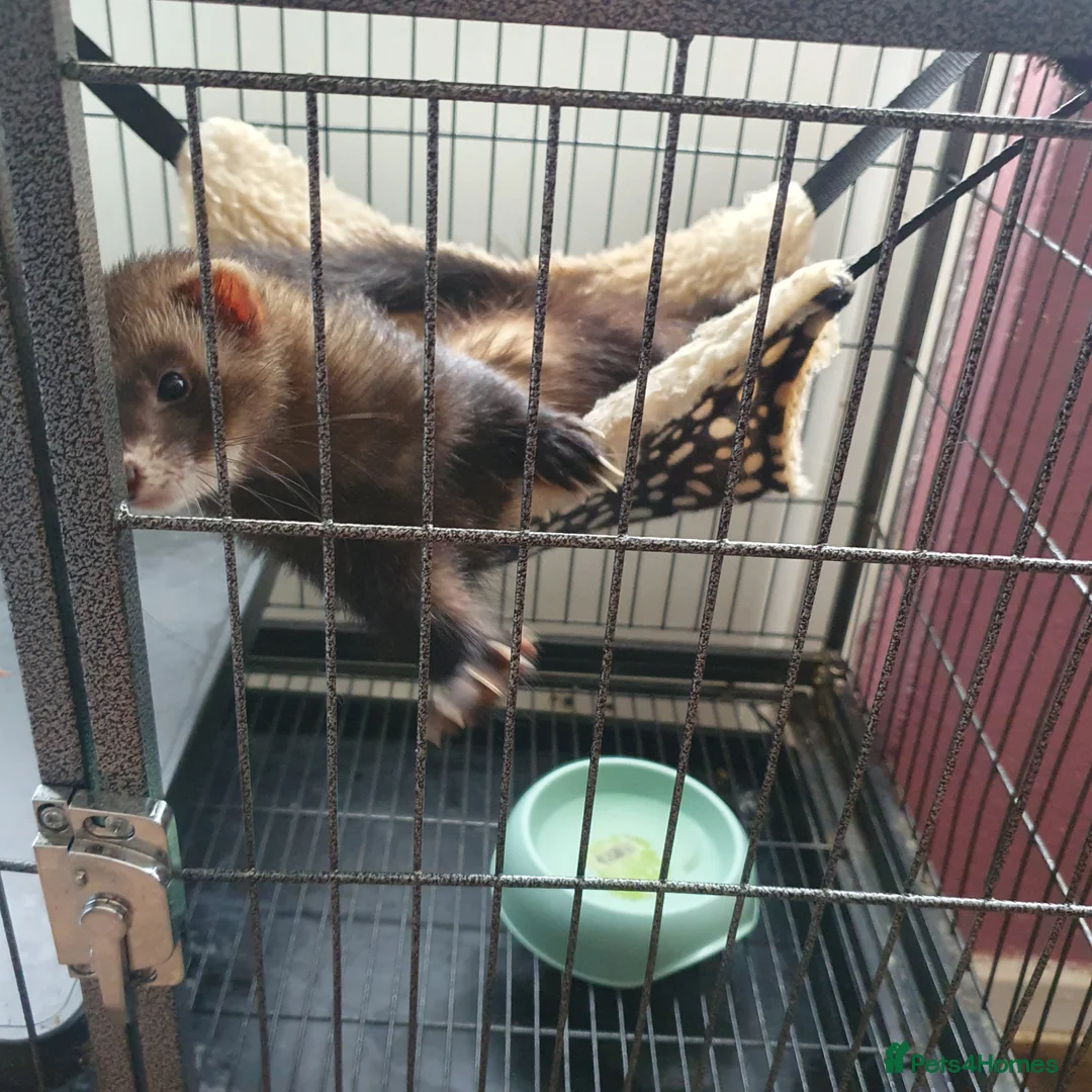 Ferret rodents for sale: 2 playful little boys - Advert 1