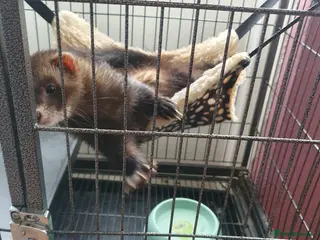 Ferret rodents 2 playful little boys - Advert 1