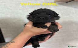 German Shepherd dogs for sale: German shepherd puppies  - Image 11