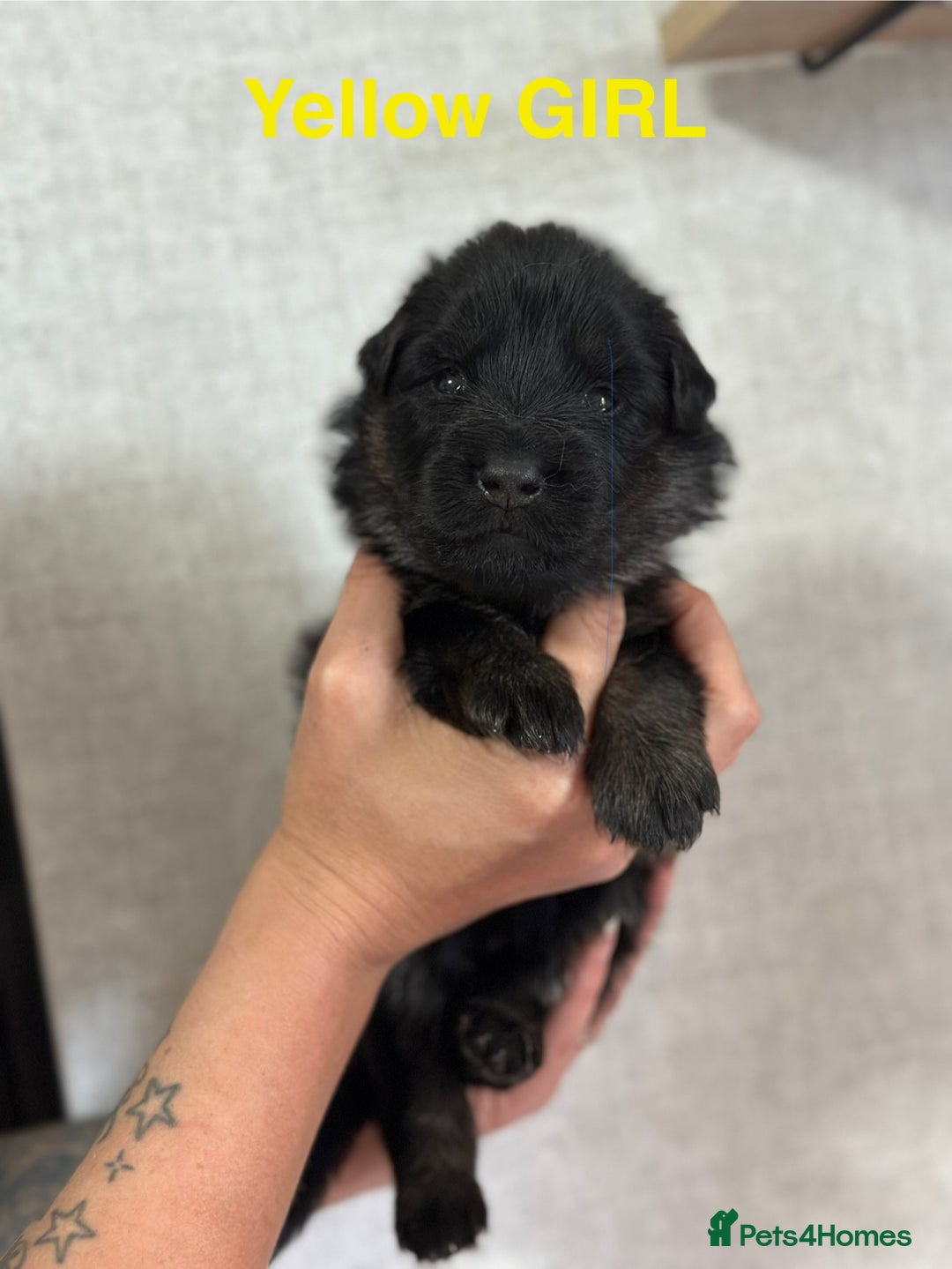 German Shepherd dogs for sale: German shepherd puppies  - Image 11