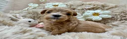 Maltipoo dogs for sale: Unique Asian Maltipoo puppies.DNA tested parents. - Advert 19