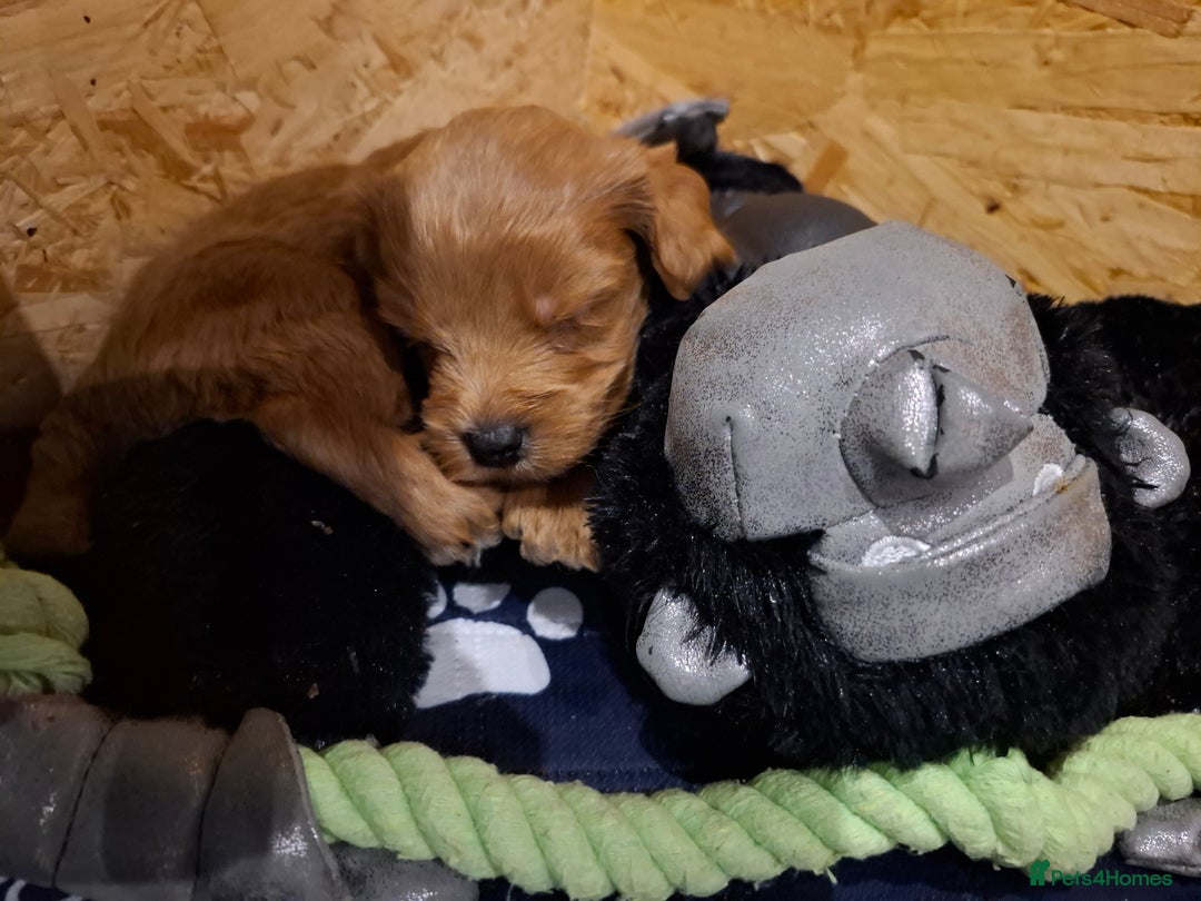 Cockapoo dogs for sale: F2 Cockapoos Puppies Gloucester - Advert 15