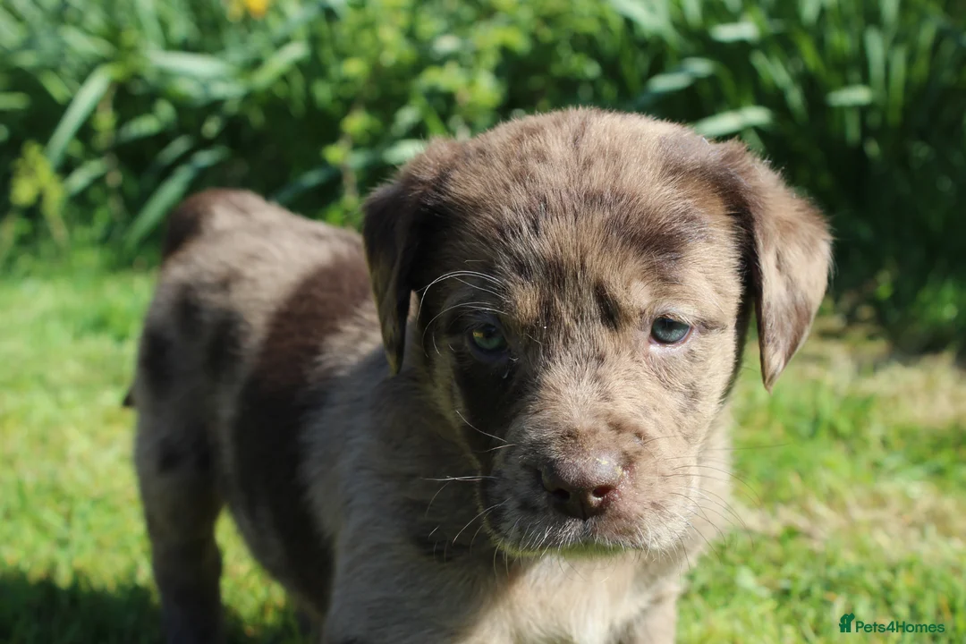 Labradoodle dogs for sale: Stunning Red Merle and Chocolate Labradoodle Pups in Auchterarder - Advert 21