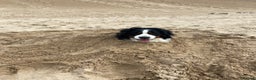Bernese Mountain Dog dogs for stud: Proven Bernese Mountain Dog available for stud in Solihull - Advert 9