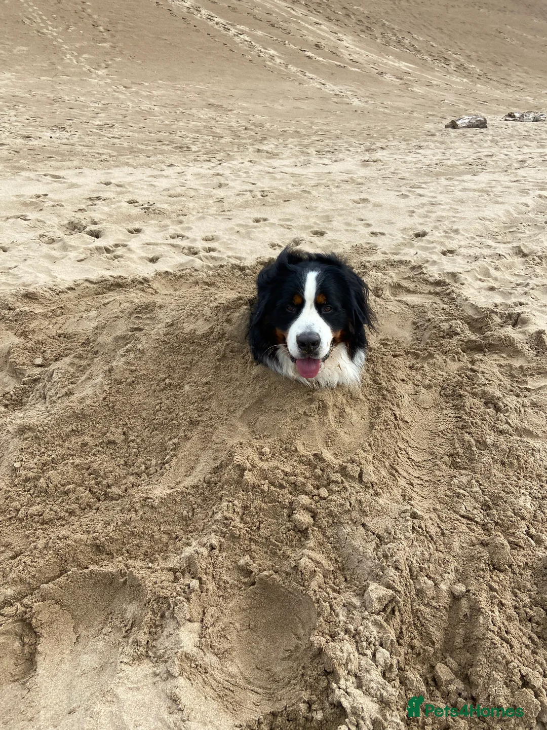 Bernese Mountain Dog dogs for stud: Proven Bernese Mountain Dog available for stud in Solihull - Advert 7
