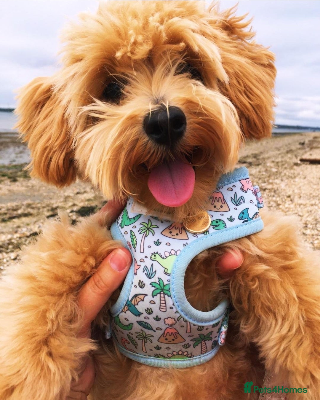 Maltipoo dogs for sale: Exceptionally F1 Maltipoo puppies  - Image 3