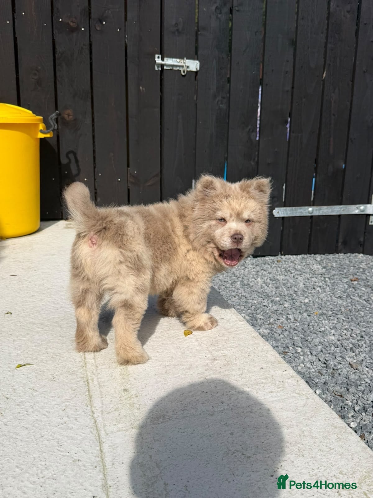 Chow Chow dogs Exotic colour pure chow chow puppies for sale  - Advert 2