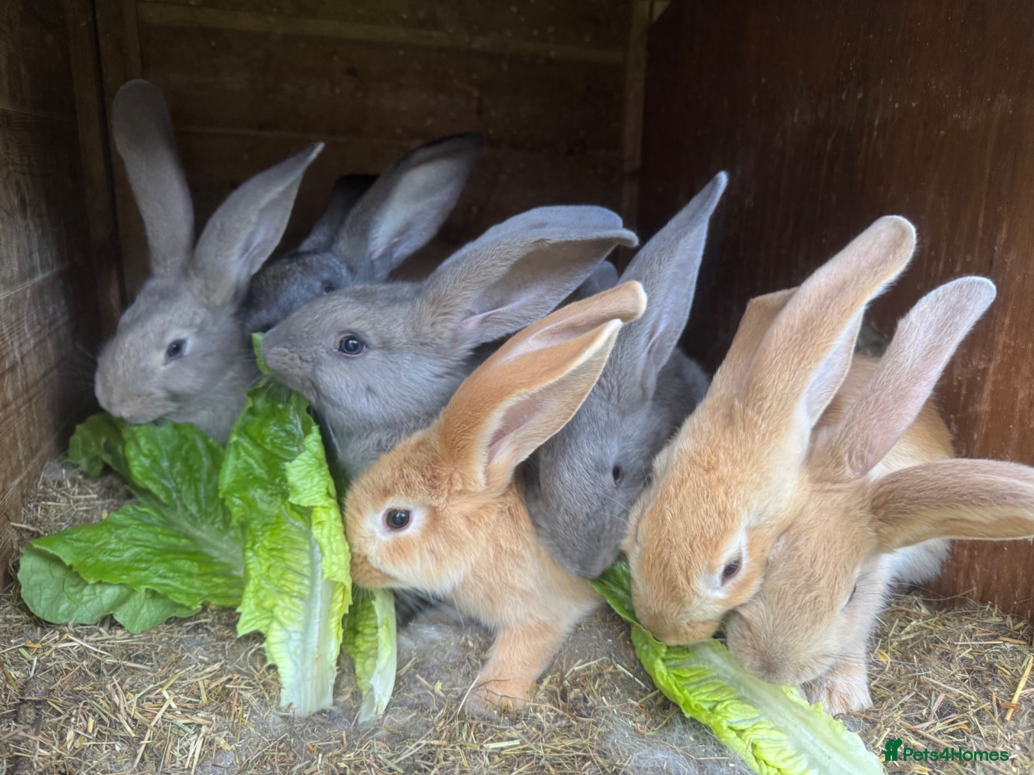 Continental Giant rabbits Continental giant rabbit kits (already vaccinated) - Advert 1