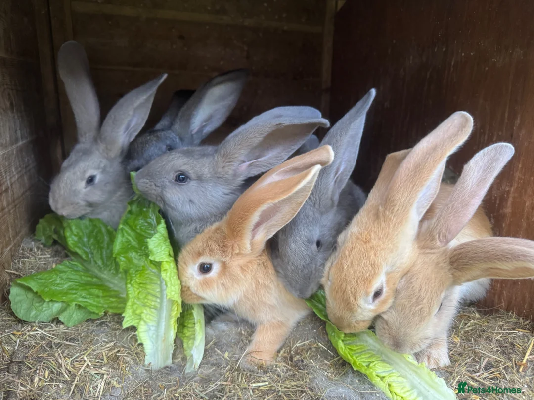 Continental Giant rabbits for sale: Continental giant rabbit kits (already vaccinated) - Advert 1