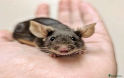 Mouse rodents for sale: Friendly Fancy Mice  - Image 6