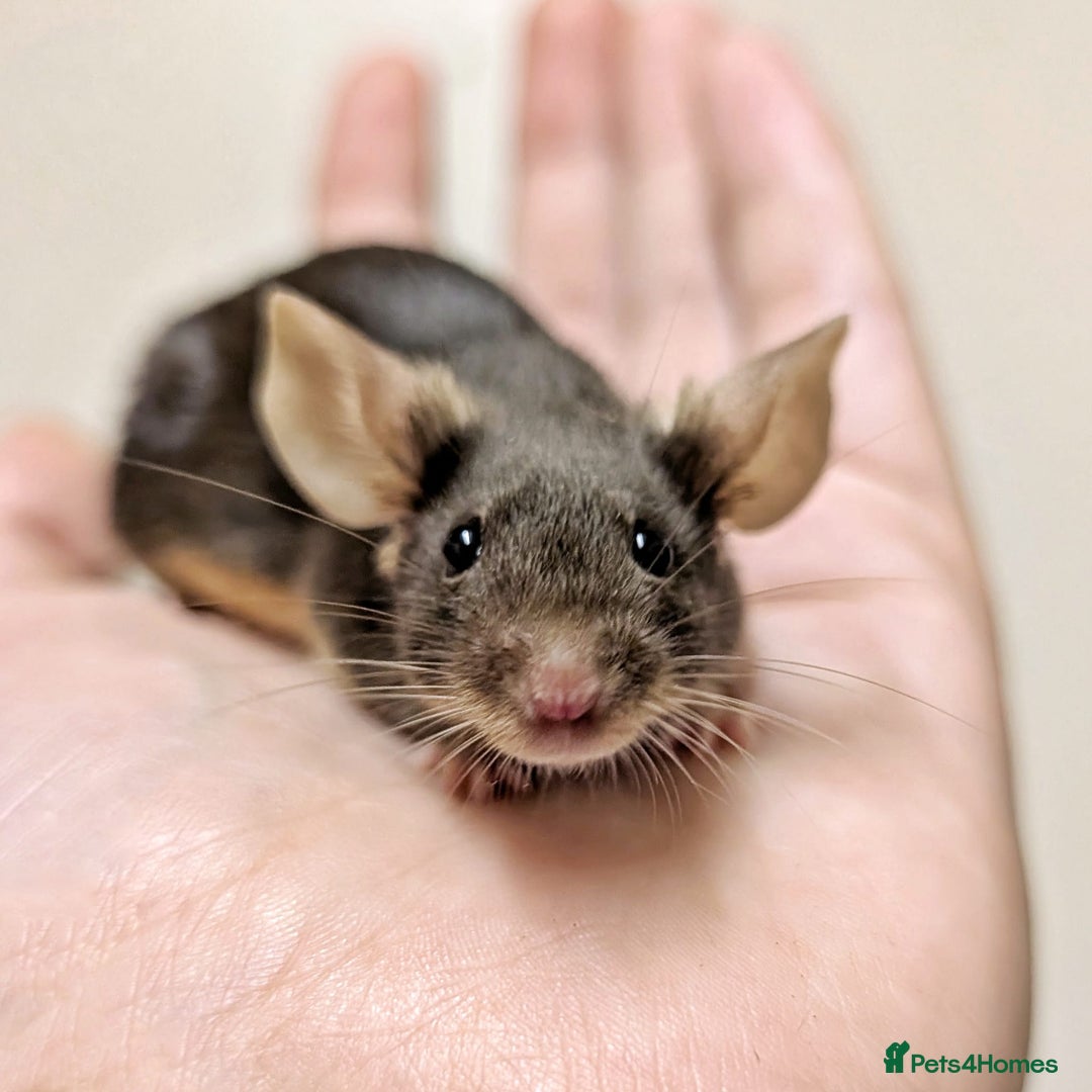 Mouse rodents for sale: Friendly Fancy Mice  - Image 6