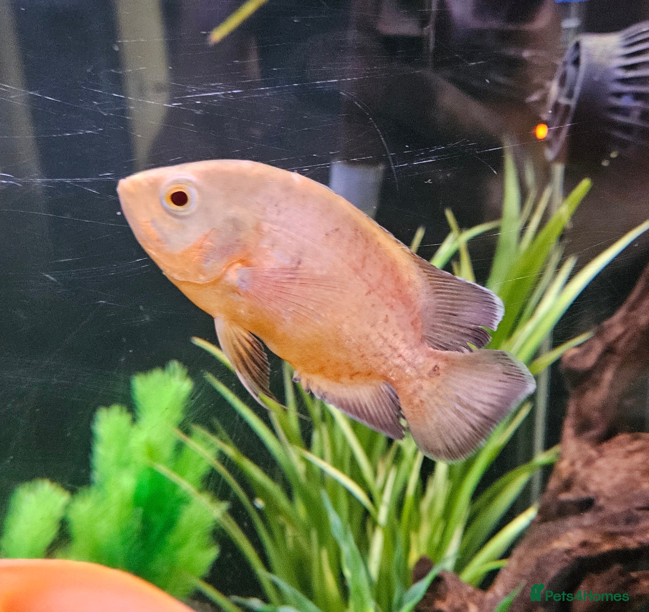 Cichlids fish Albino Oscar  - Advert 24