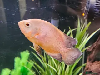 Cichlids fish Albino Oscar - Advert 24