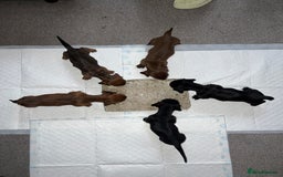 Dachshund dogs for sale: Miniature Dachshund Puppies  - Image 18