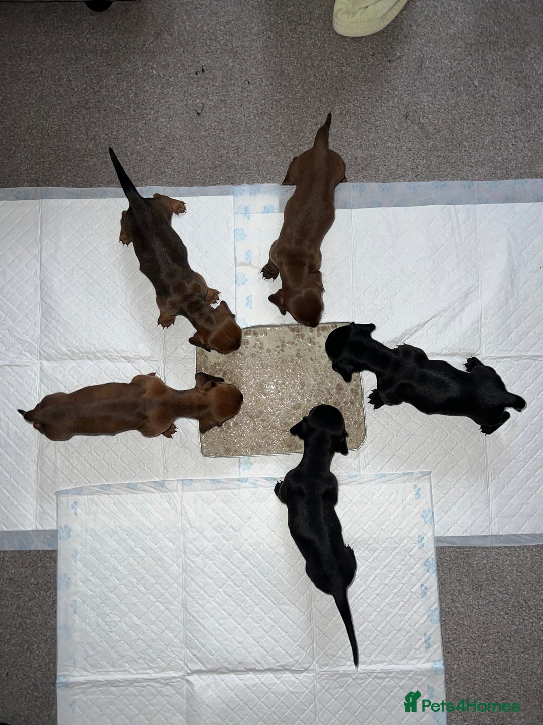 Dachshund dogs for sale: Miniature Dachshund Puppies  - Image 18