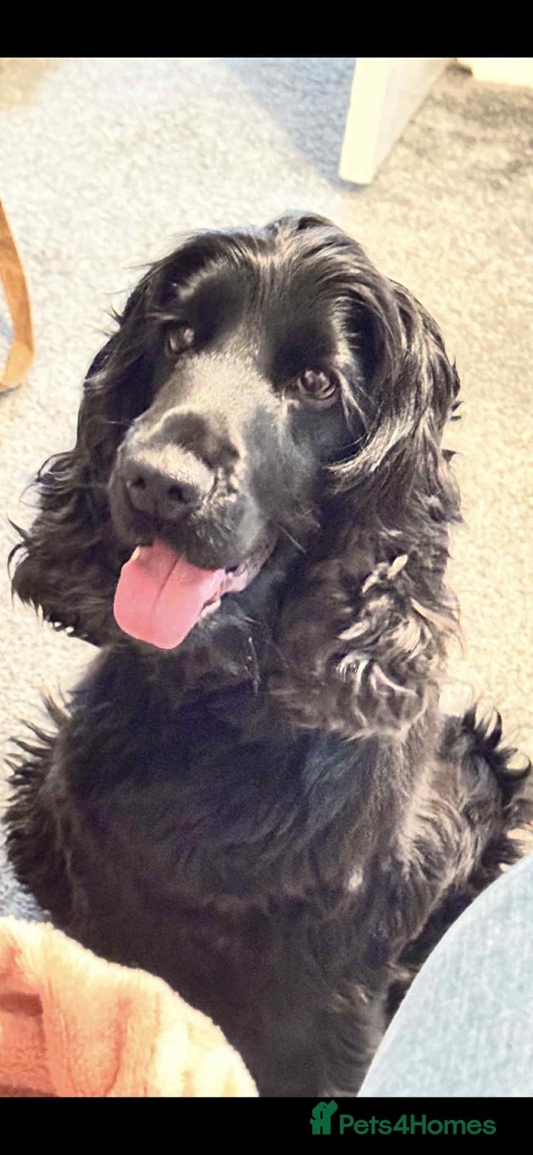 Cocker Spaniel dogs for stud: Dale  - Advert 2