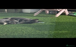 French Bulldog dogs for sale: 2 stunning blue/lilac frenchie puppies female - Advert 3