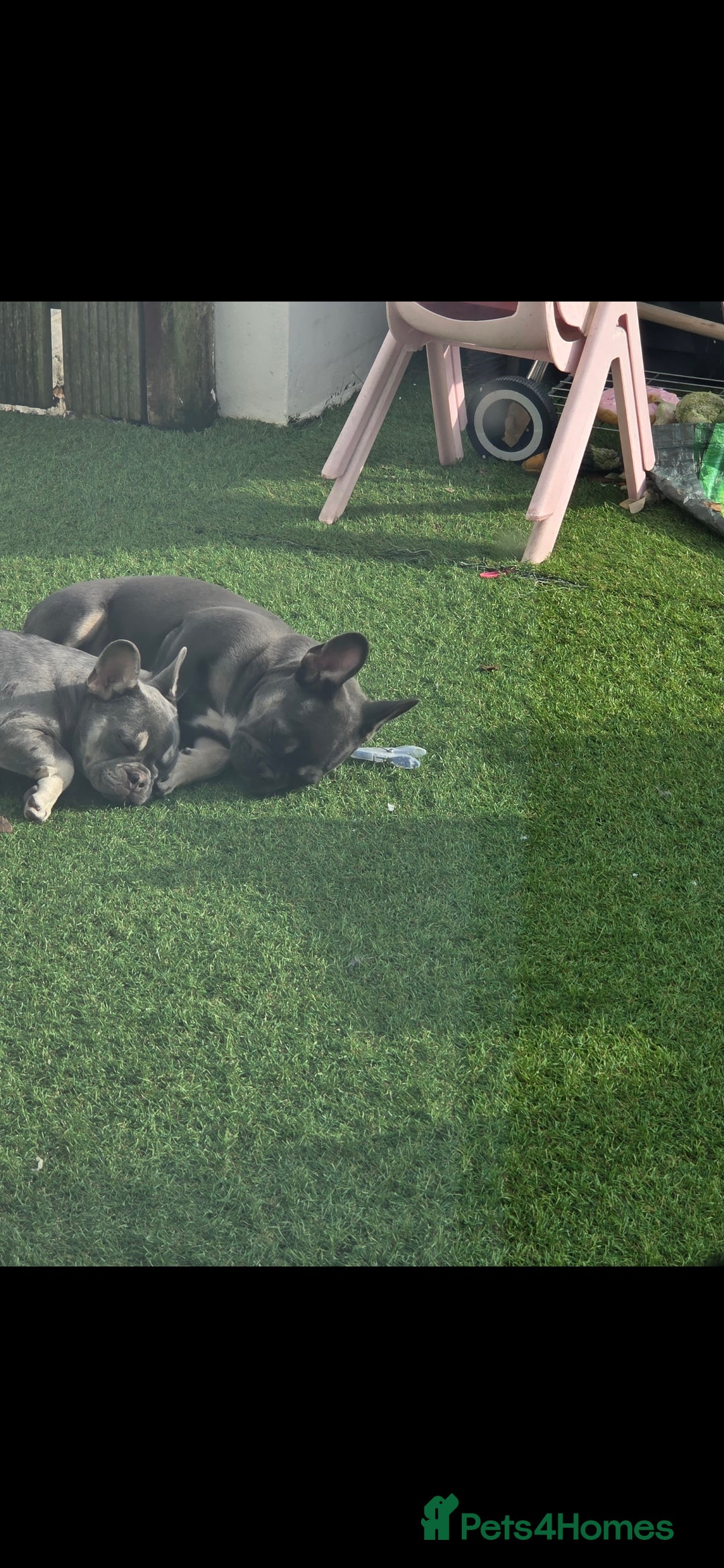 French Bulldog dogs for sale: 2 stunning blue/lilac frenchie puppies female - Advert 3