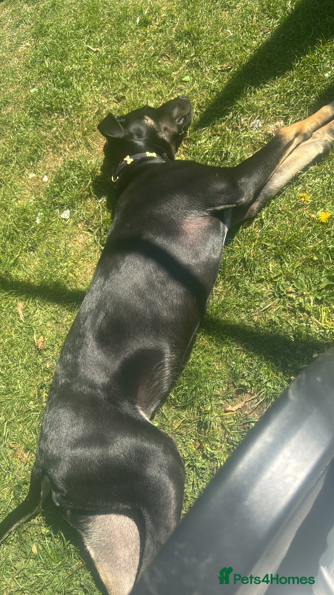 Mixed Breed dogs for sale: 2 beautiful ridgebacks  - Image 7