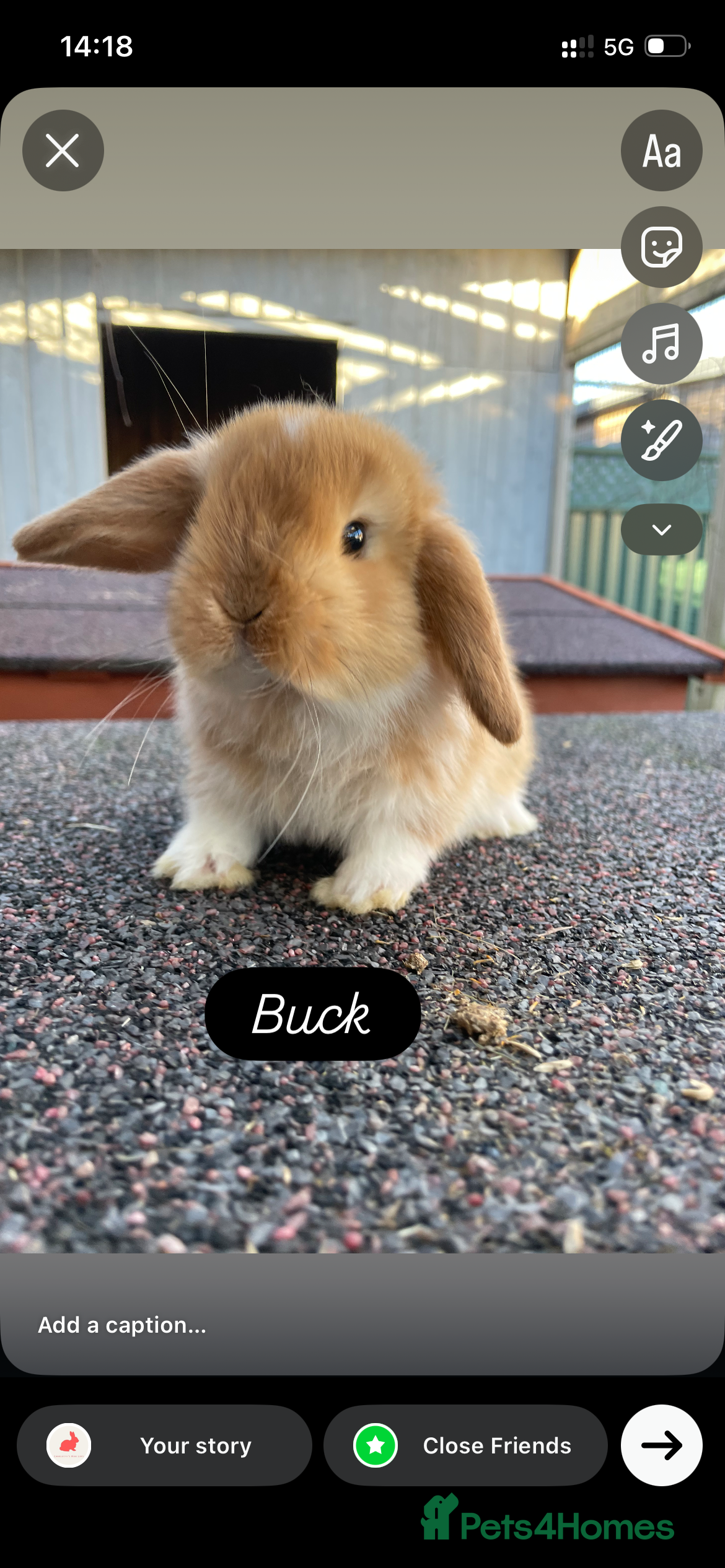 Mini Lop rabbits Beautiful mini lops ready for their forever Home - Advert 2